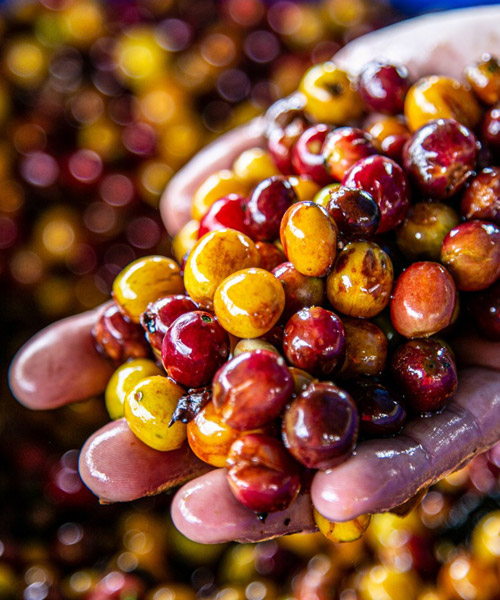 Sustainable Coffee Farms